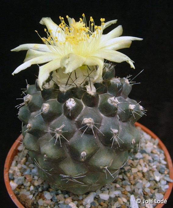 Copiapoa esmeraldana ©JLcoll.750